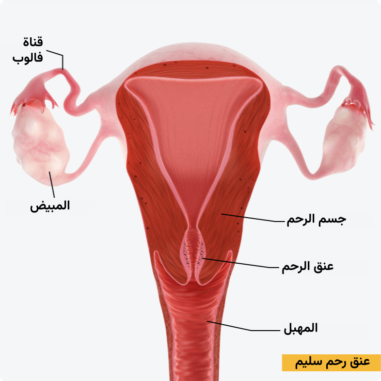 عنق رحم طبيعي به غشاء مخاطي غير متغير.