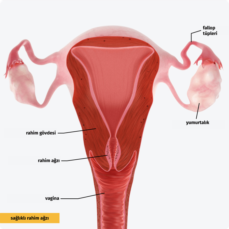 Mukozası değişmemiş normal serviks.