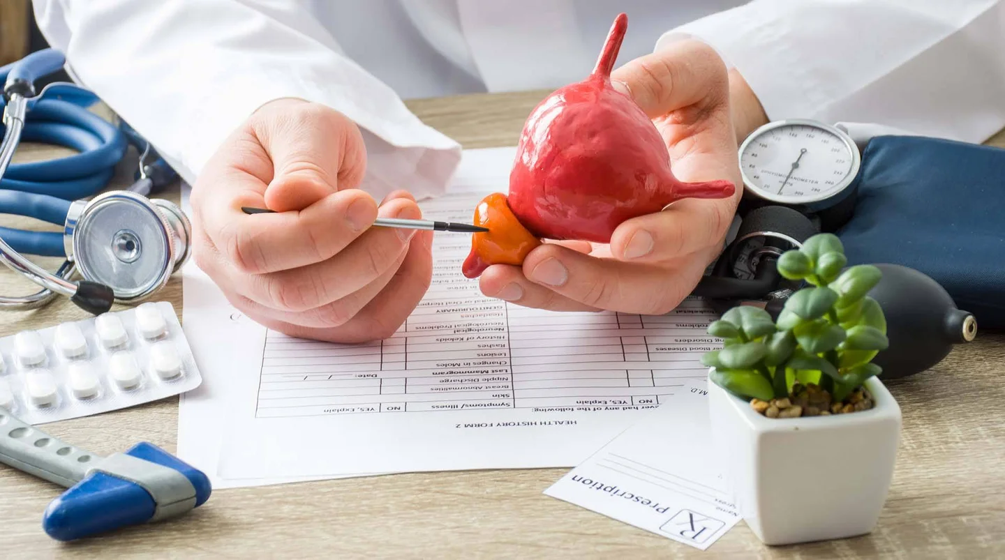 Ein Arzt zeigt mit Kugelschreiber auf anatomisches Modell der Harnblase mit Prostata.