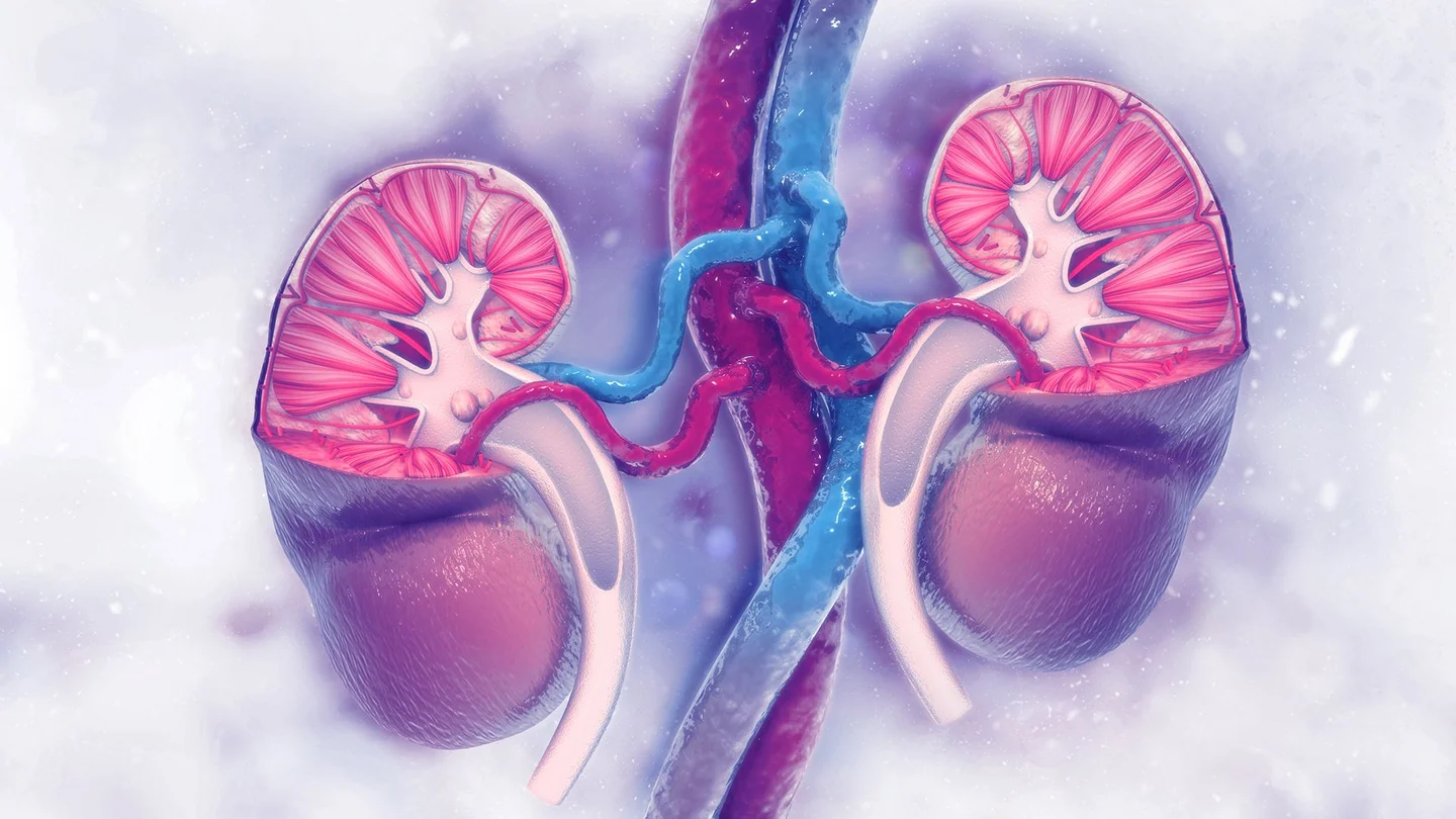 Der Querschnitt einer menschlichen Niere.