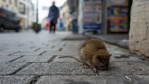 Eine Ratte l&auml;uft auf einer gepflasterten Stra&szlig;e