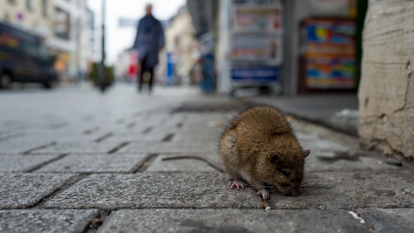 Eine Ratte l&auml;uft auf einer gepflasterten Stra&szlig;e