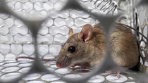 Hantavirus-Erkrankung: Eine Maus sitzt in einem K&auml;fig aus Metall.