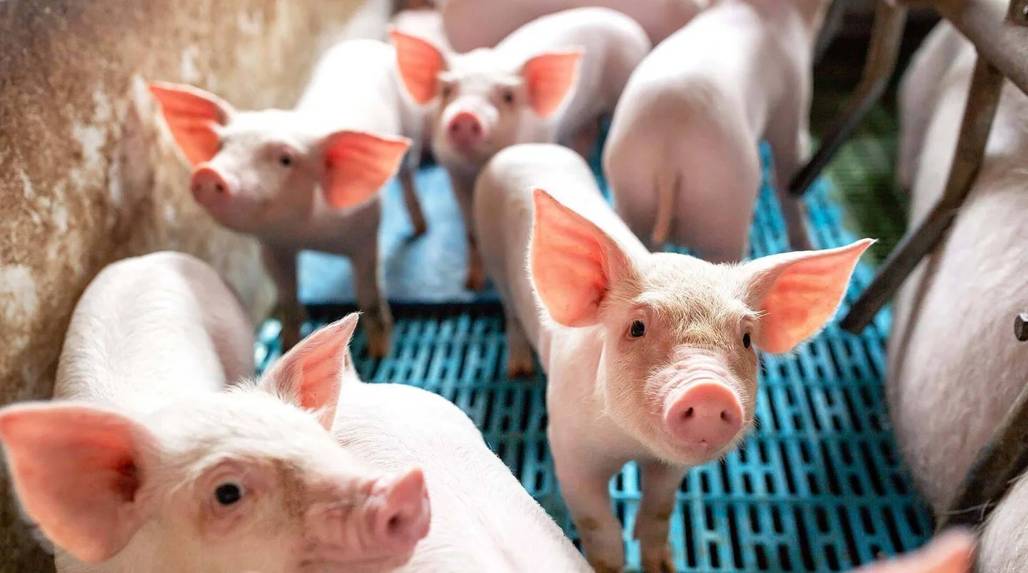 Ferkel in Massentierhaltung